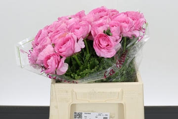 Ranunculus Clooney Flamenco Extra 45cm
