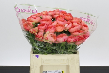 Ranunculus 45cm