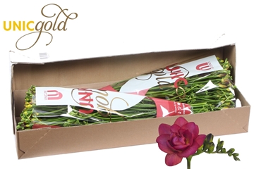 Freesia Double Expression 25gram