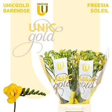 Freesia Double Soleil 20gram