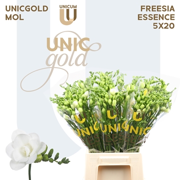 Freesia Double Essence 20gram