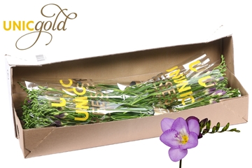 Freesia Single Delta River 20gram