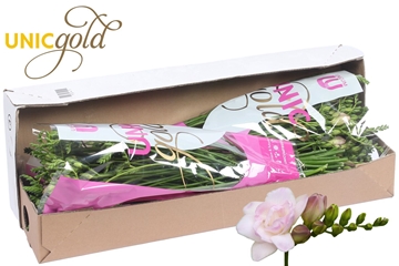 Freesia Double Rosario 23gram