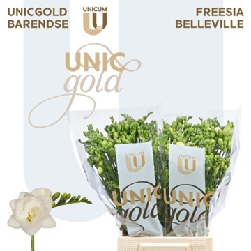 Freesia Double Belleville 22gram