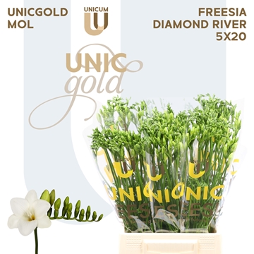 Freesia Single Diamond River 22gram