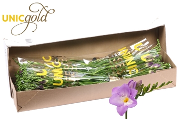 Freesia Single Indigo Beach 20gram