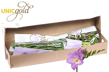 Freesia Single Indigo Beach 20gram