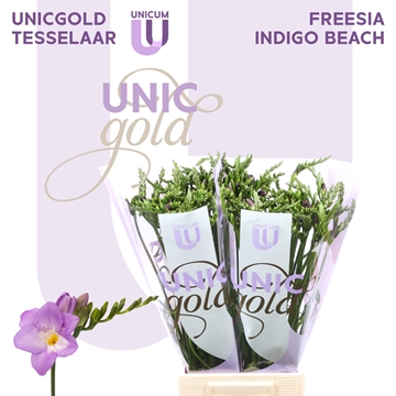 Freesia Single Indigo Beach 21gram
