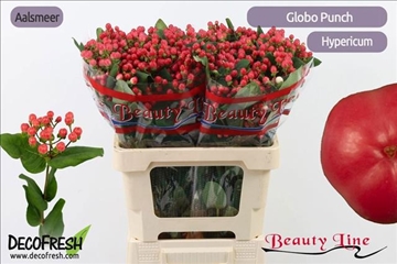 Hyp Globo Punch 60cm