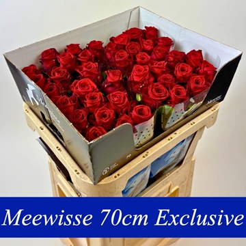Rosa Hybrida Red Naomi 70cm