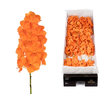 Vanda Natcha Princess Orange 10cm