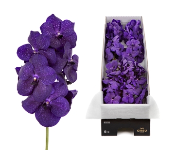 Vanda Tayan M D Blue 20cm