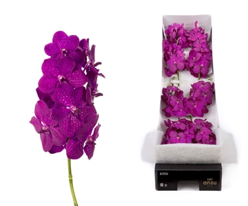 Vanda Raspberry Cerise 20cm