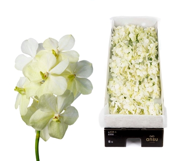 Vanda Tayanee White 20cm