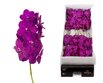 Vanda Raspberry Cerise 20cm