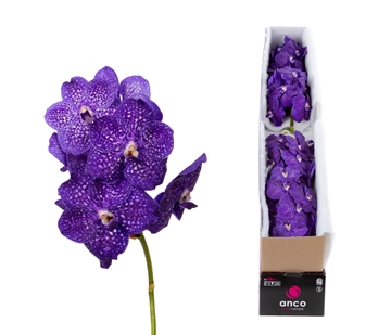 Vanda Tweed Blue 20cm