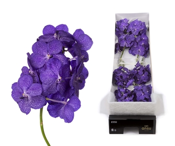 Vanda Tayanee Blue 20cm