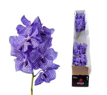 Vanda Delft Blue 20cm
