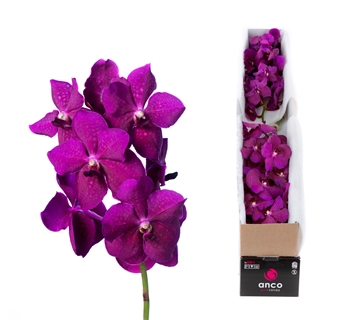 Vanda Raspberry Cerise 20cm