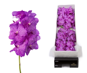Vanda Rosy