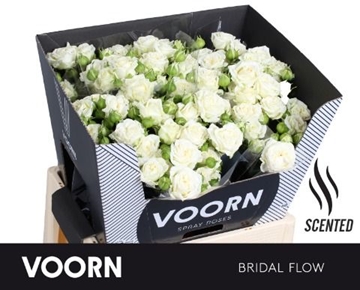 Rosa Spray Bridal Flow 60cm