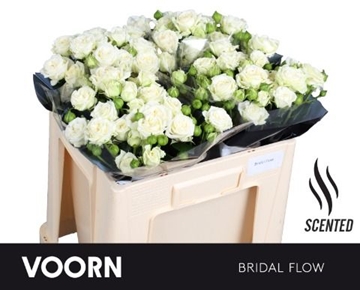 Rosa Spray Bridal Flow 50cm