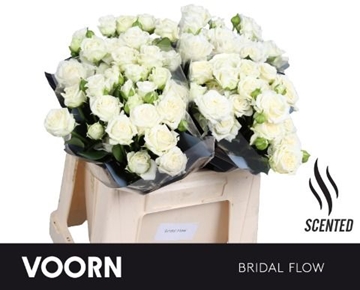 Rosa Spray Bridal Flow 40cm