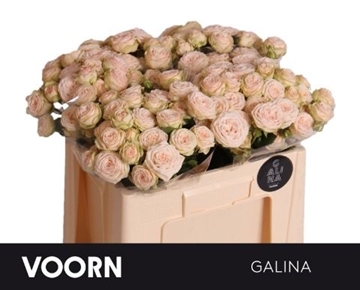 Rose Spray Galina 50cm