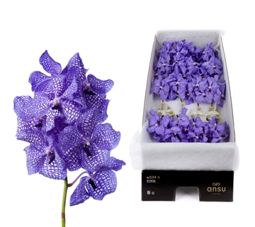 Vanda Delft Blue 20cm