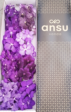 Vanda Mixed Per Stem 20cm