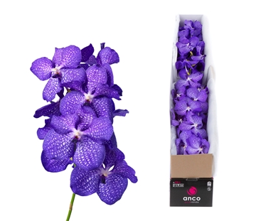 Vanda Magic Blue 30cm