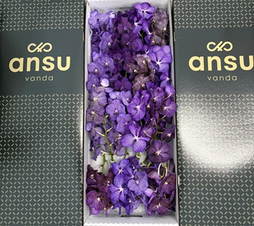 Vanda Mixed Per Stem 20cm