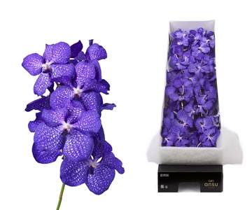 Vanda Magic Blue 30cm