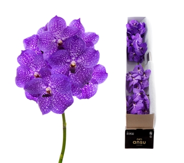 Vanda Asst 20cm