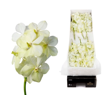 Vanda Tayanee White 20cm