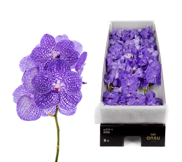 Vanda Indigo 20cm