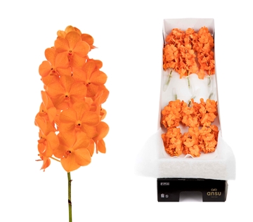 Vanda Natcha Princess Orange 10cm