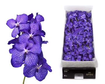 Vanda Magic Blue 30cm