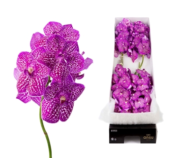 Vanda Lipstick 20cm