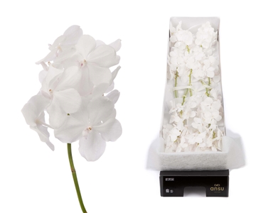Vanda Tayan Diam Whi 20cm