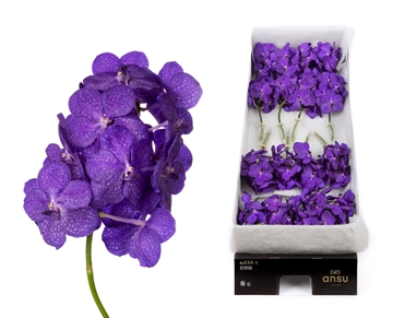Vanda Tayanee Blue 20cm