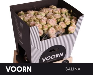 Rose Spray Galina 70cm