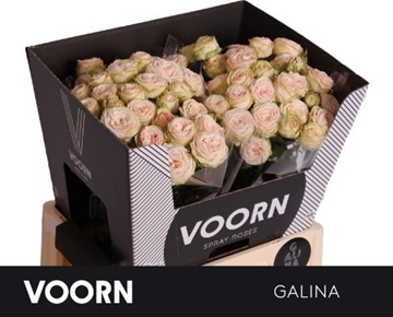Rose Spray Galina 60cm