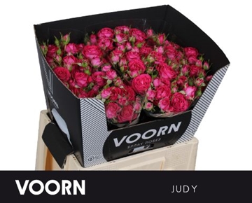 R Tr Judy 60cm