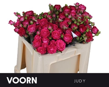 R Tr Judy 50cm