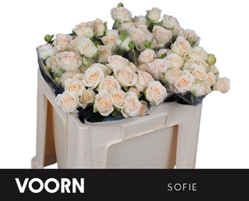 R Tr Sofie 50cm