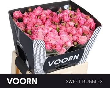 R Tr Sweet Bubbles 60cm