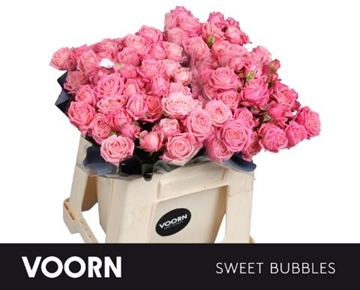 R Tr Sweet Bubbles 40cm