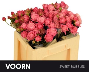 R Tr Sweet Bubbles 50cm
