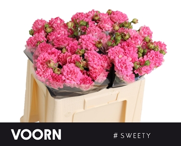 R Tr #SWEETY 50cm